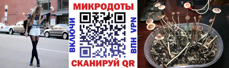 Купить где  Рыльск  Псилоцибиновые грибы Cubensis 